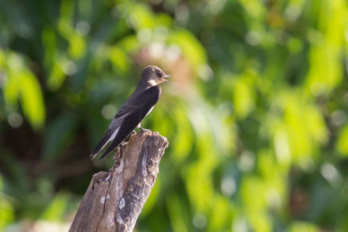 Southern Rough-winged Swallow - Lindy Fung