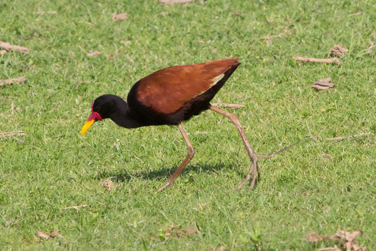 Wattled Jacana - ML70401691