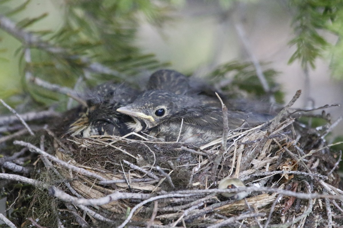 Hermit Thrush - Laura Keene