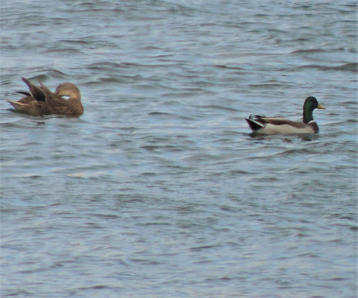 Mallard - ML70402631