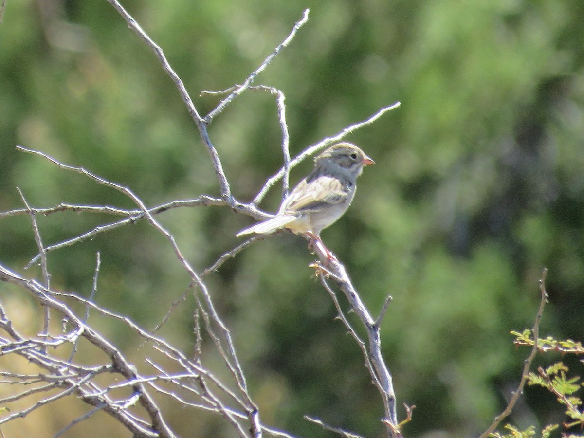 Brewer's Sparrow - ML70404871