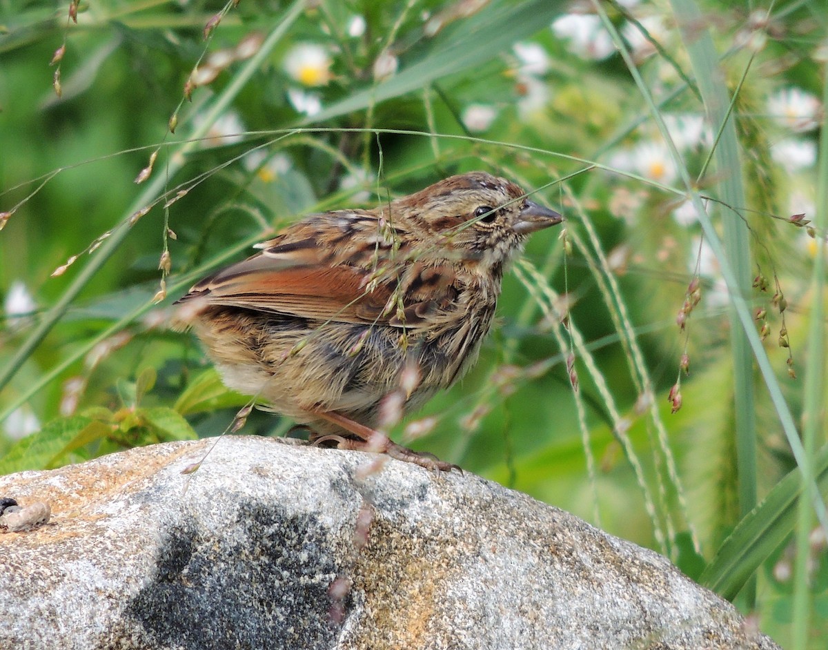 Song Sparrow - ML70404901