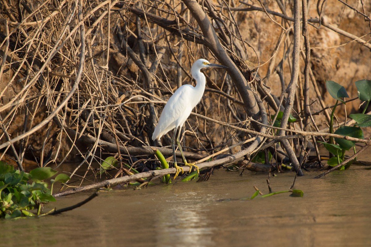 Snowy Egret - ML70405521