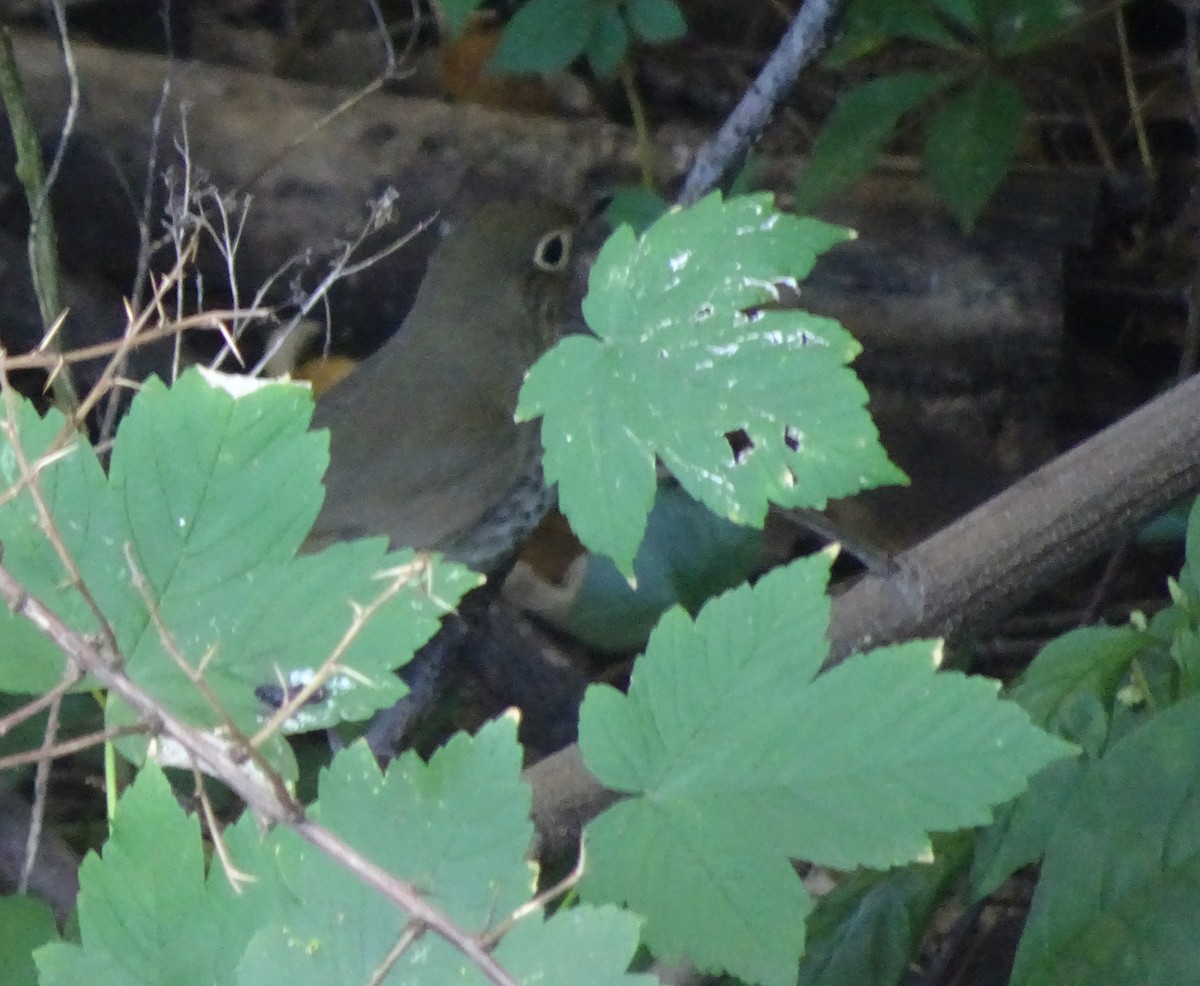 Swainson's Thrush - ML70405851