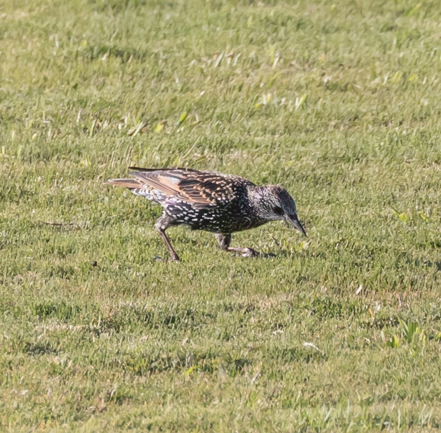 European Starling - ML70406001