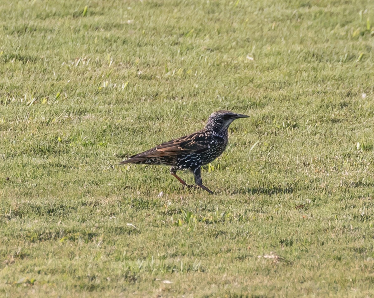 European Starling - ML70406011