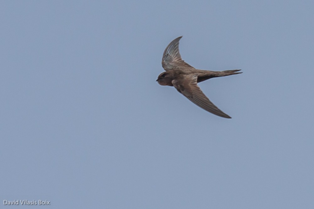 Plain Swift - ML704078