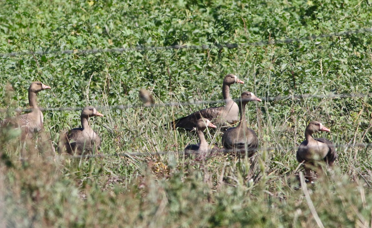 Greater White-fronted Goose (Western) - ML70410251