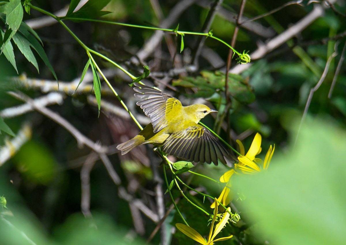 Tennessee Warbler - ML70413001