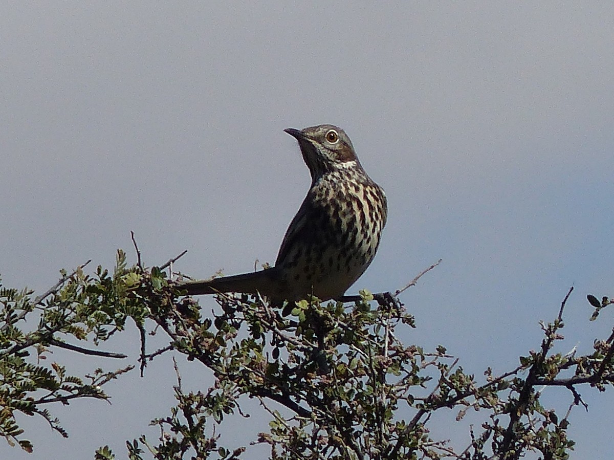 Sage Thrasher - ML70413431