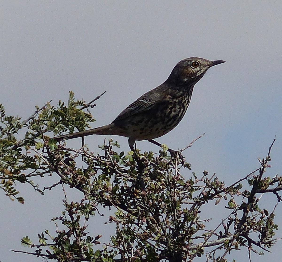 Sage Thrasher - ML70413441