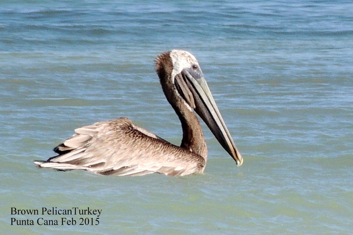 pelikán hnědý - ML70413831