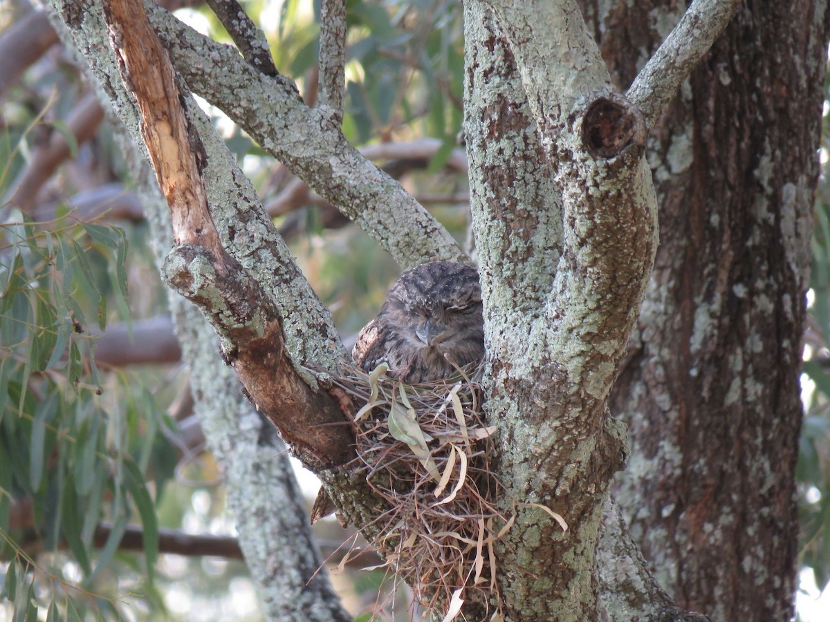 Tawny Frogmouth - ML70413991