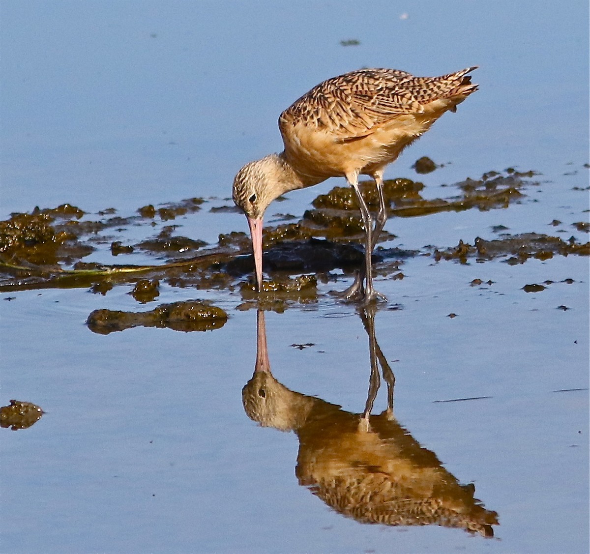 Marbled Godwit - Don Roberson