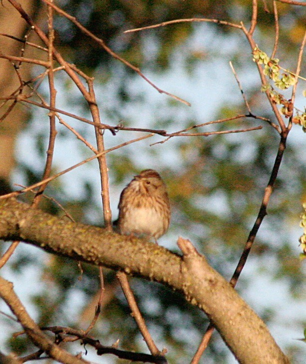 Lincoln's Sparrow - ML70417001