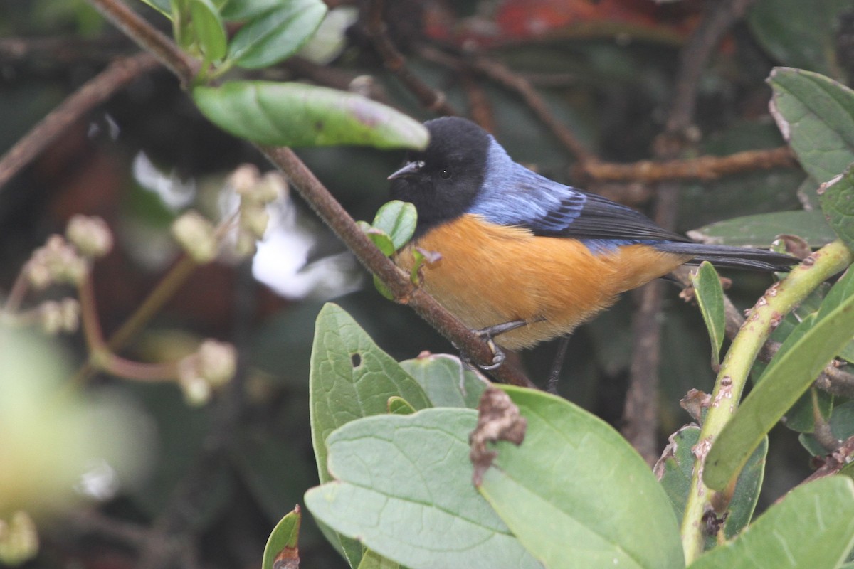 Blue-backed Conebill - Juan martinez