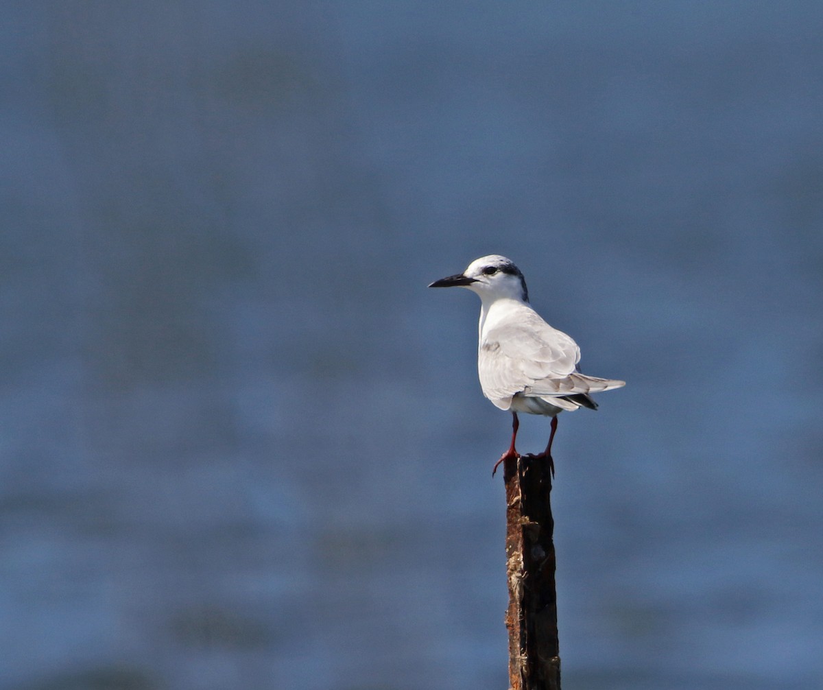 Whiskered Tern - Julie Sarna