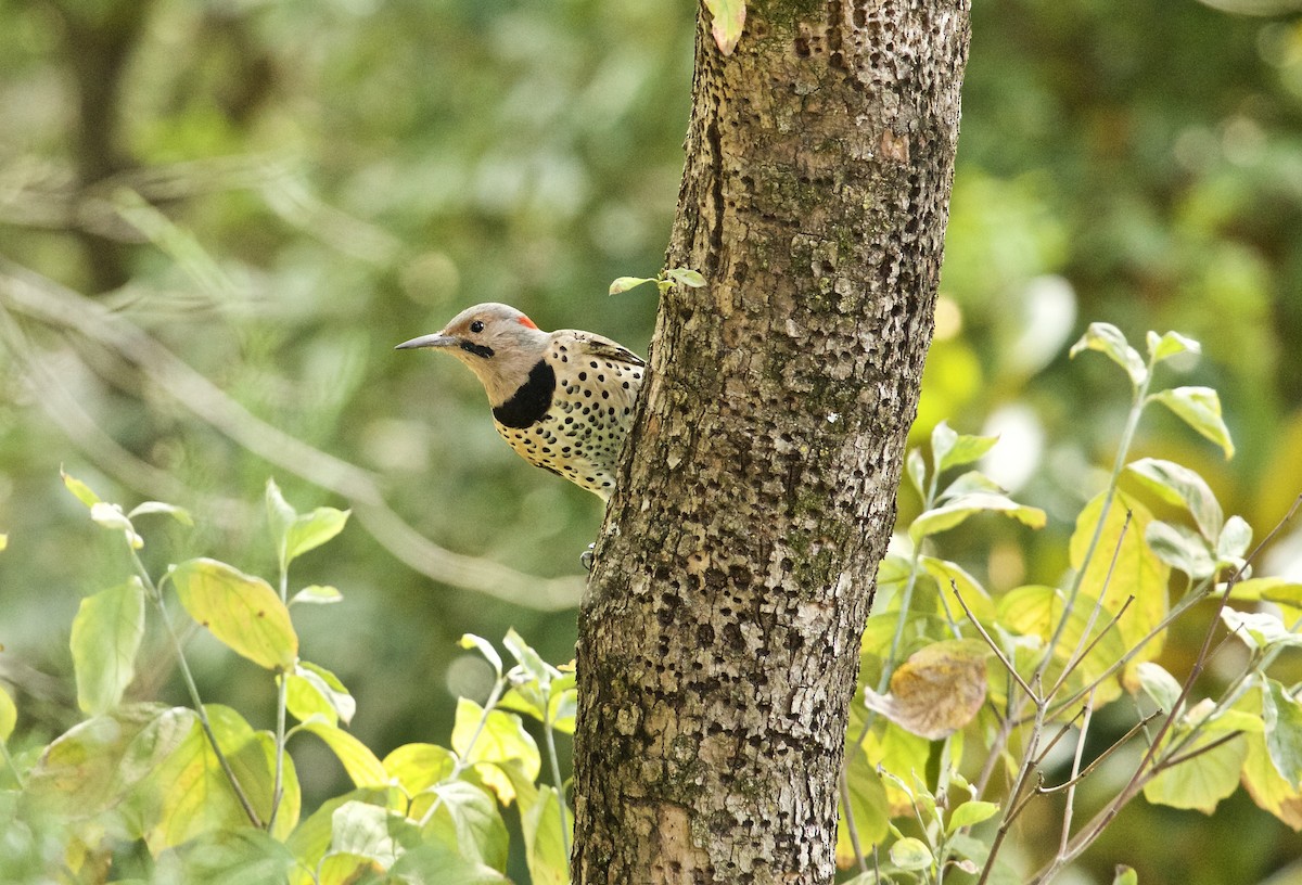 Northern Flicker - Lance Runion 🦤