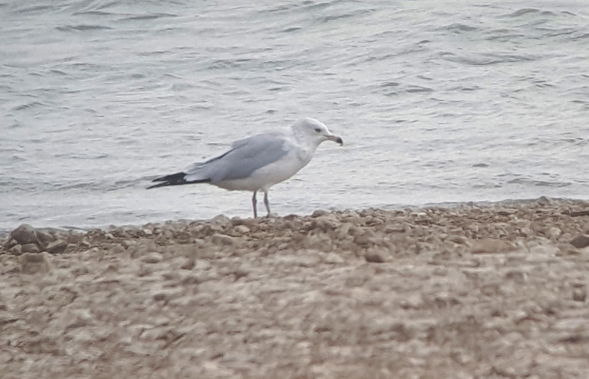 Ring-billed Gull - ML70426681