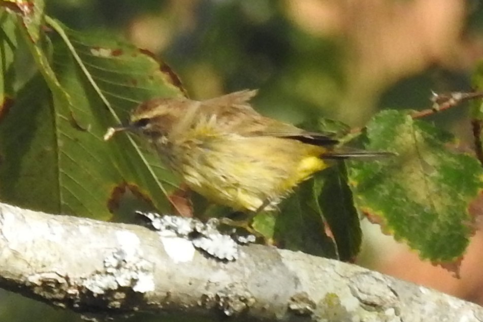 Palm Warbler - ML70426741