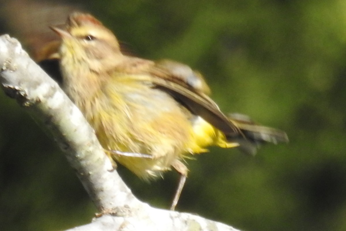 Palm Warbler - ML70426761