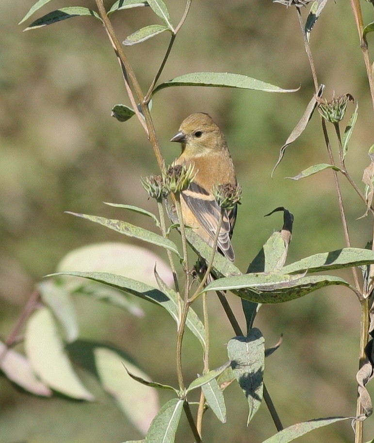 American Goldfinch - ML70426781
