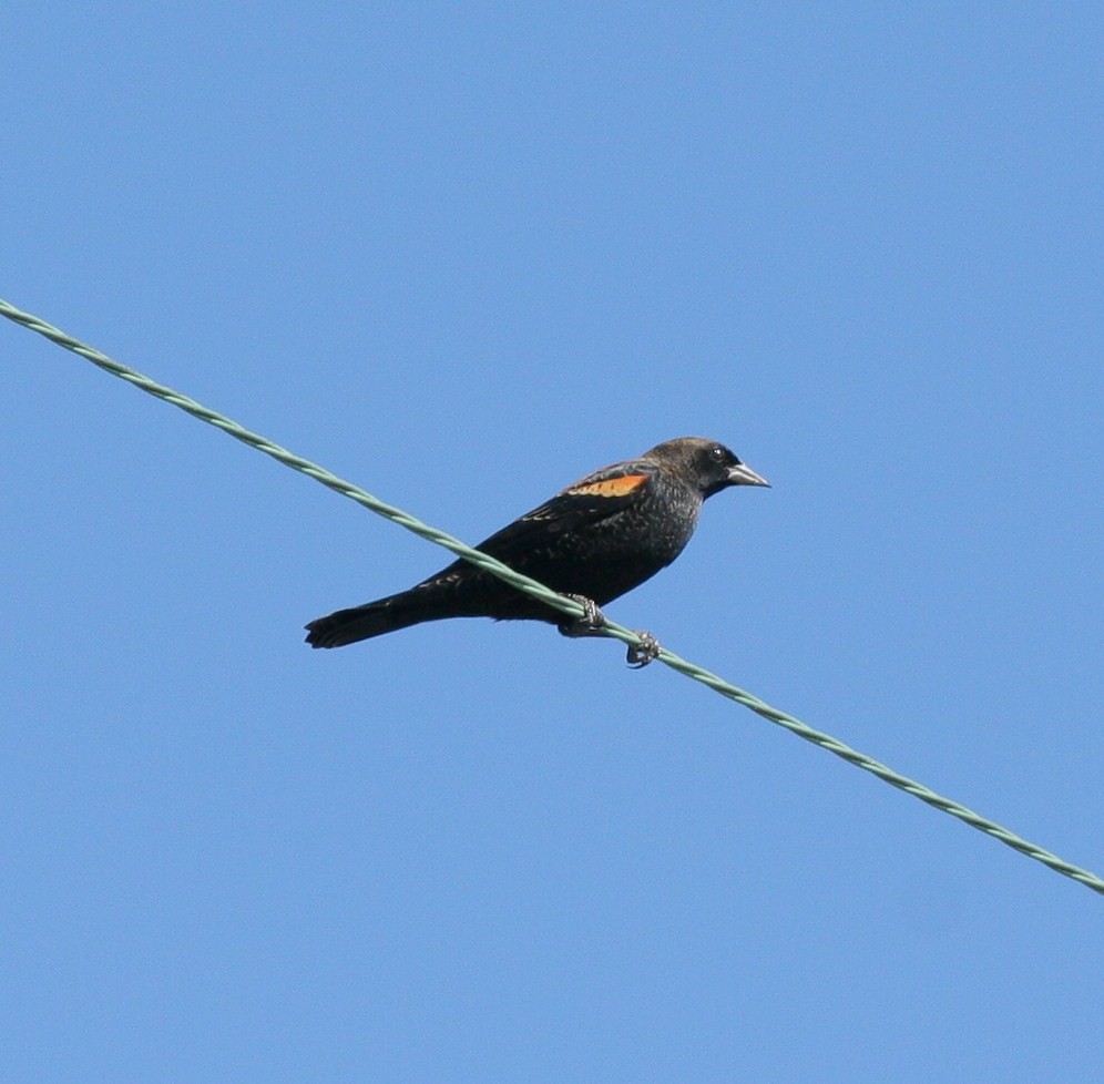 rødvingetrupial - ML70426871