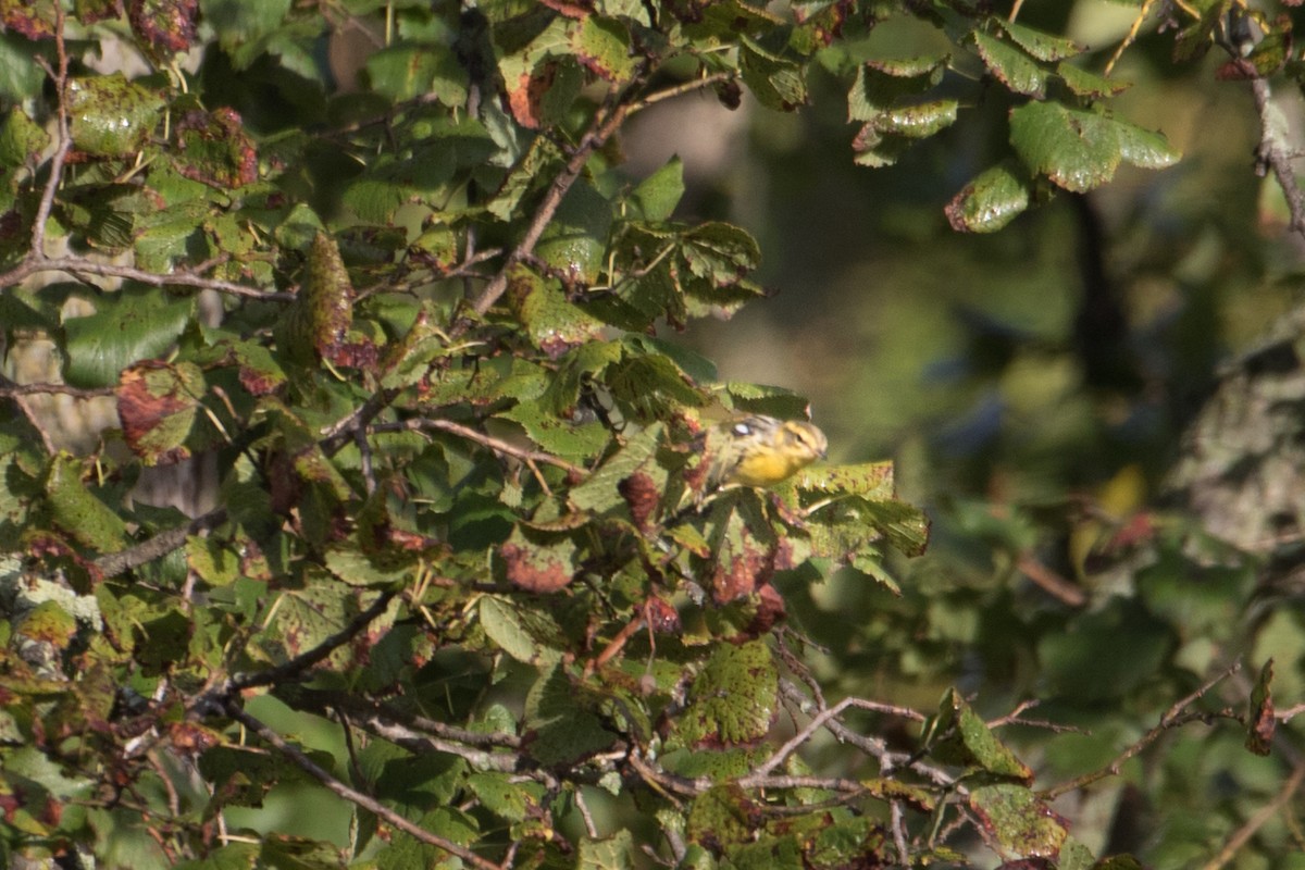 Blackburnian Warbler - ML70427631