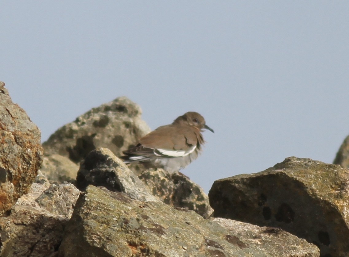 White-winged Dove - ML70428301