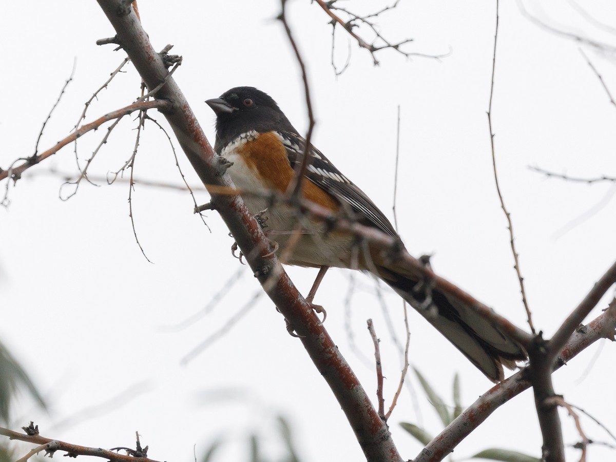 Spotted Towhee - ML70429151