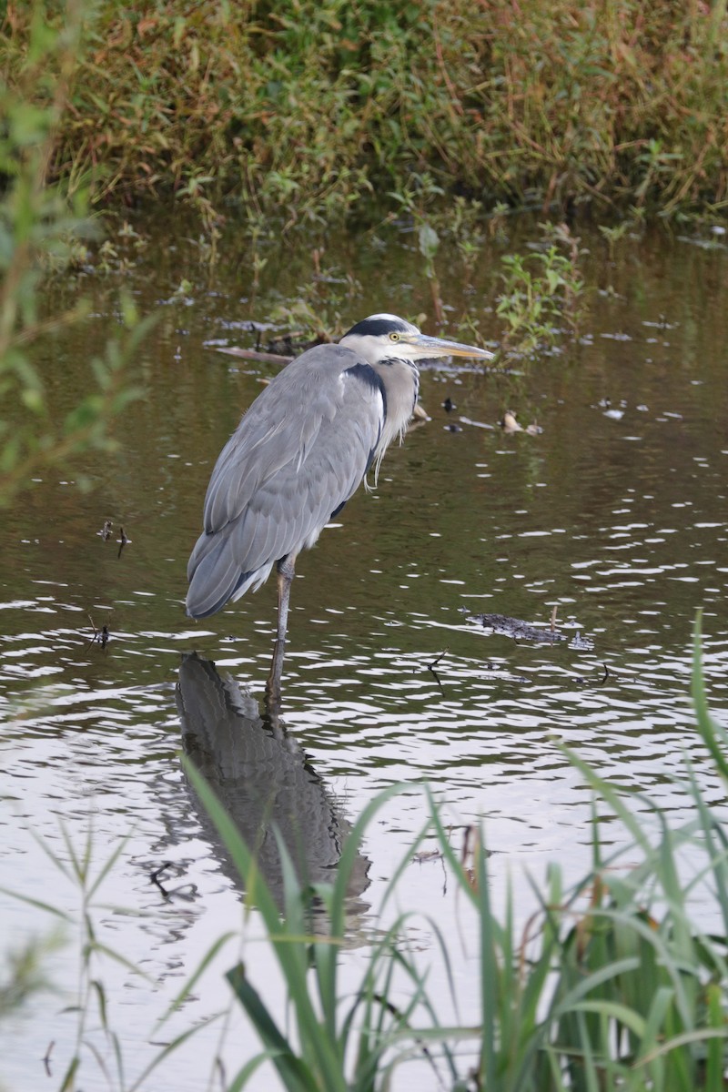 Graureiher - ML70429861