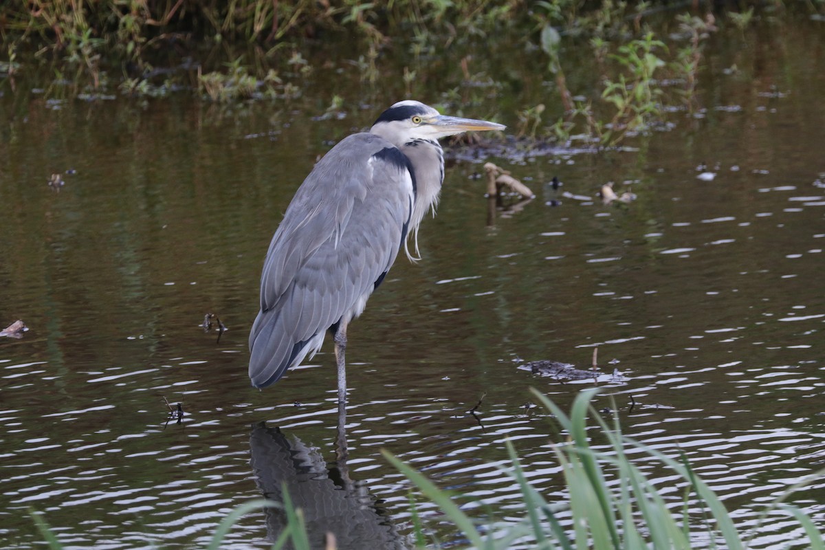 Graureiher - ML70429871