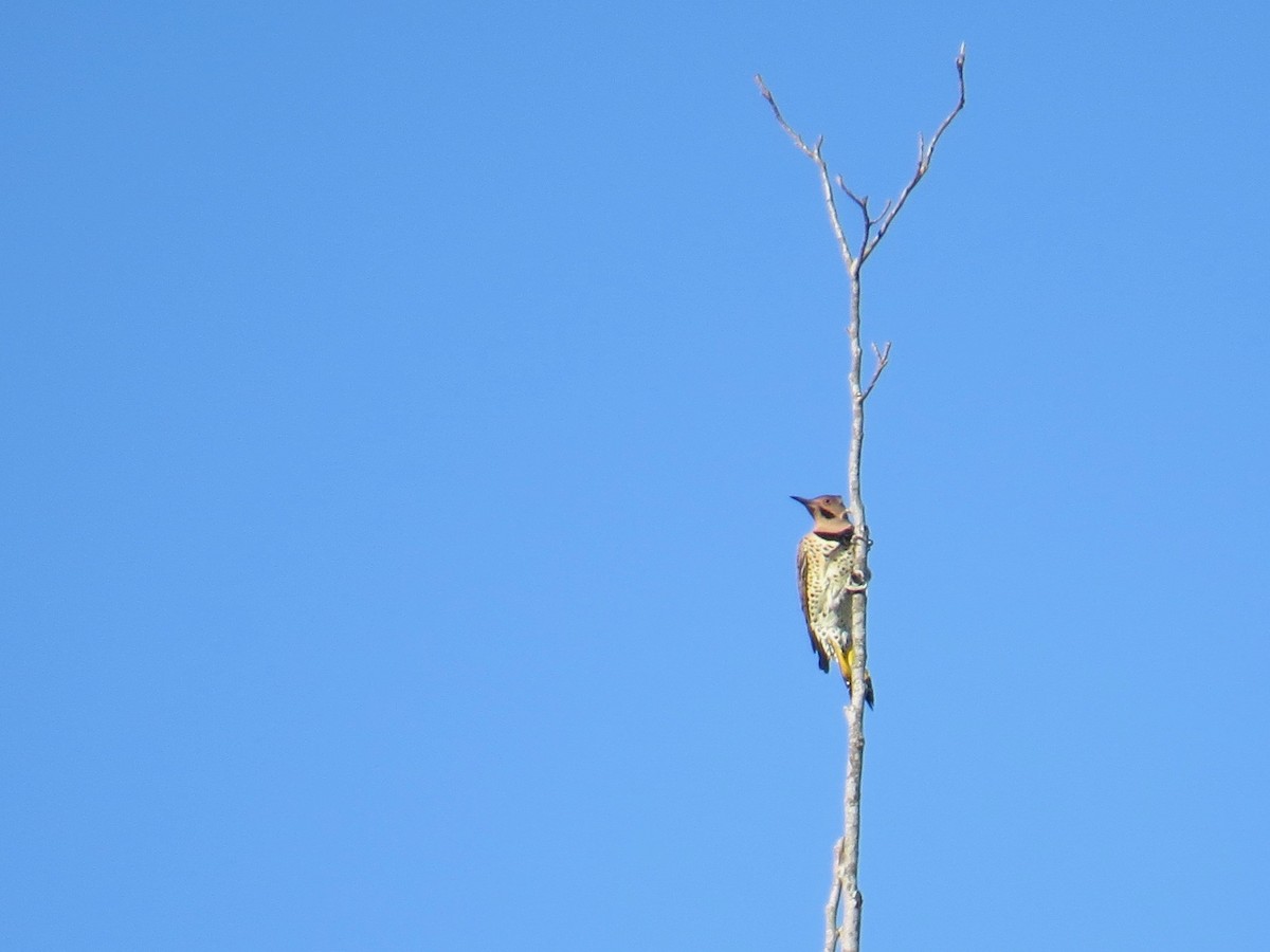 Northern Flicker (Yellow-shafted) - ML70430191