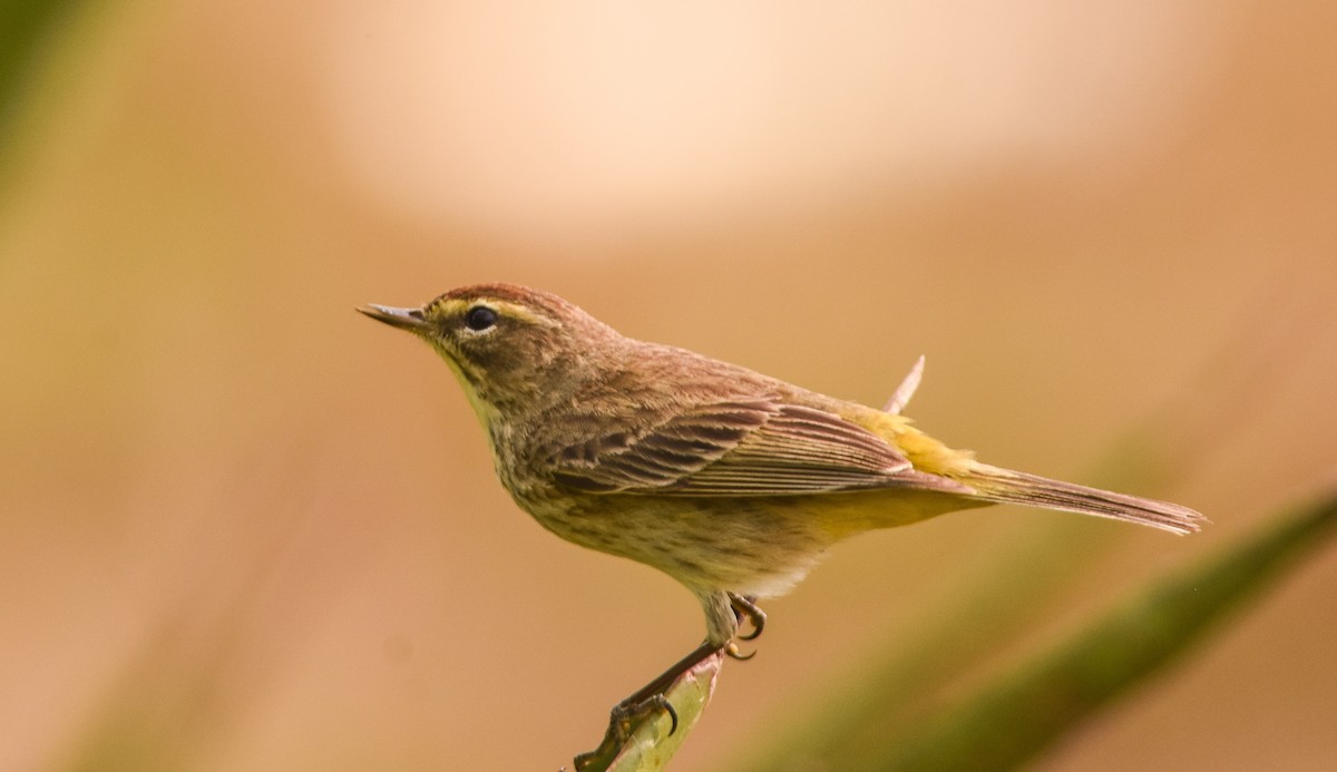 Palm Warbler - Daniele Mitchell