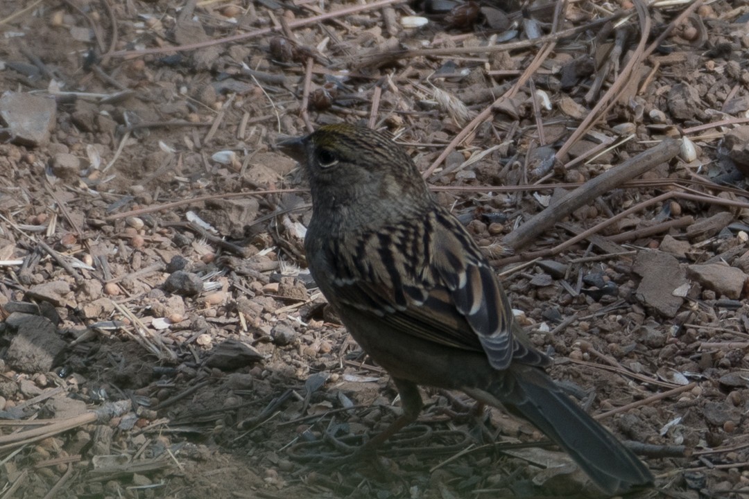 Bruant à couronne dorée - ML70431521