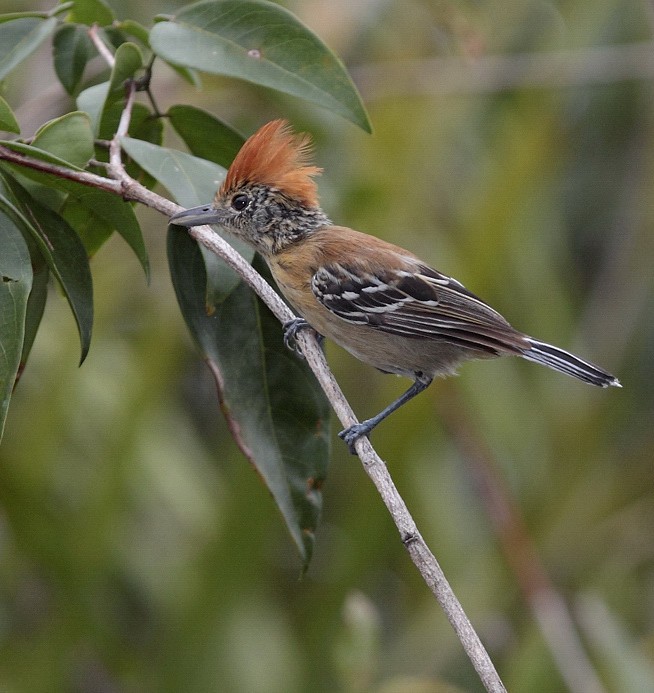 Black-crested Antshrike (Black-crested) - Anselmo  d'Affonseca