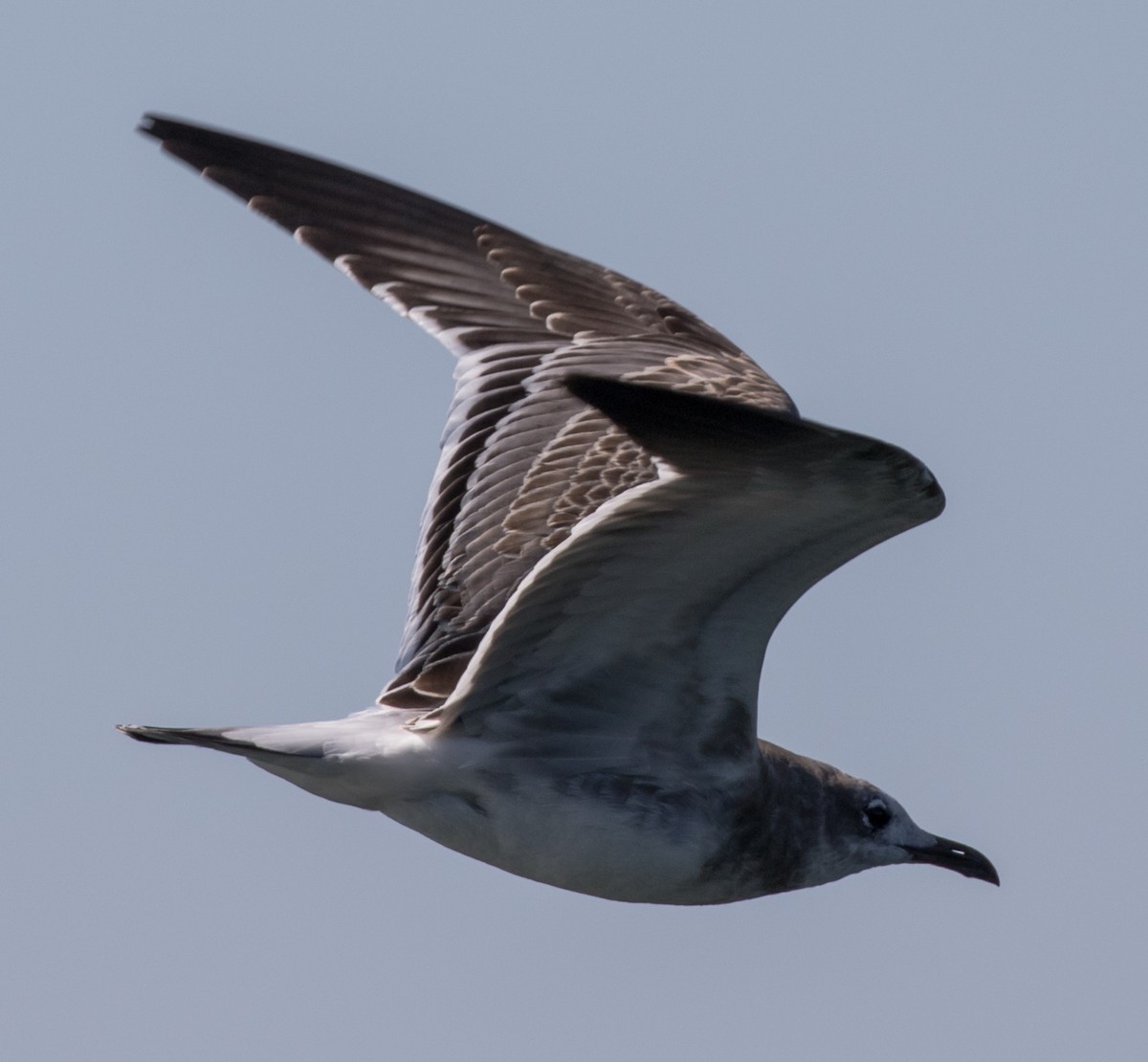 Mouette atricille - ML70432341