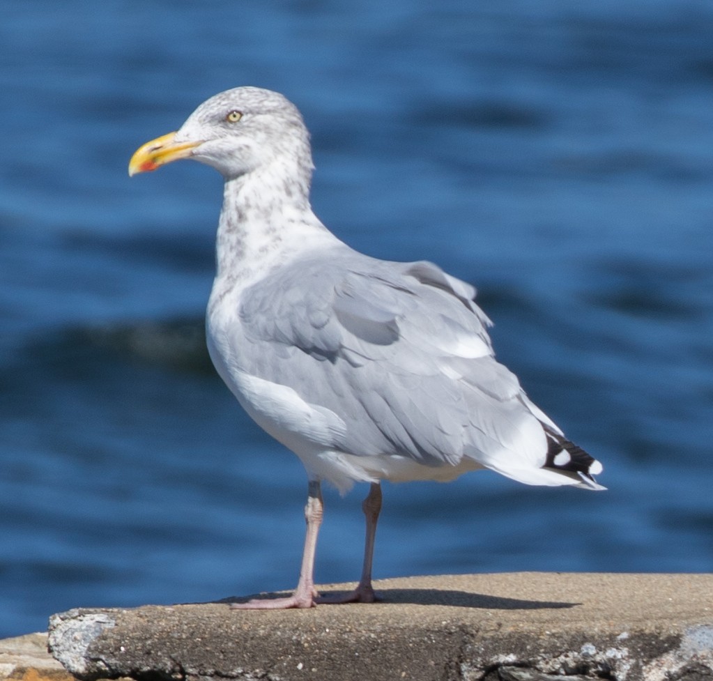 Gaviota Argéntea - ML70432351