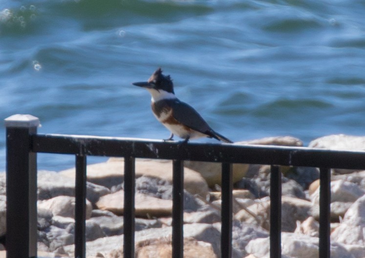 Belted Kingfisher - Michael Kieron