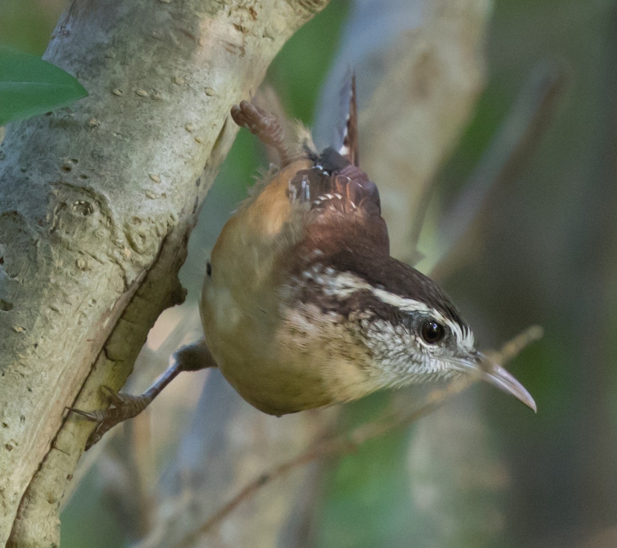 Carolina Wren - Michael Kieron