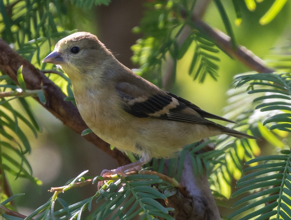 American Goldfinch - Michael Kieron