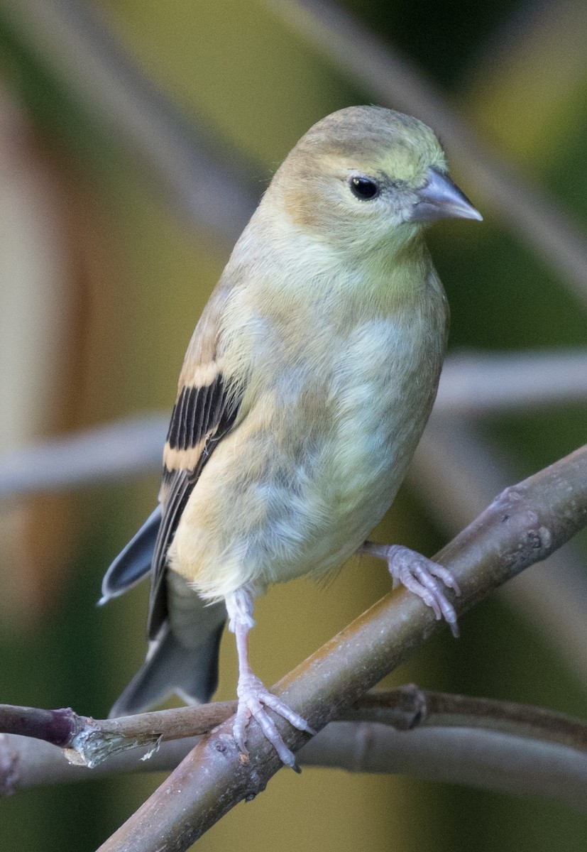 American Goldfinch - Michael Kieron