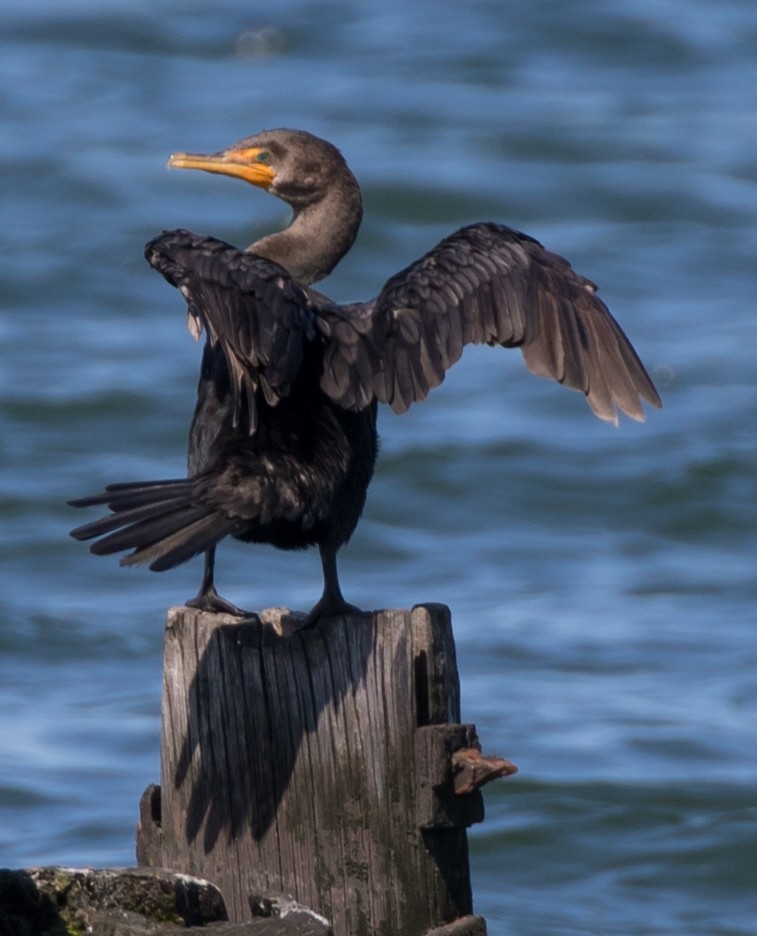 Double-crested Cormorant - ML70432801