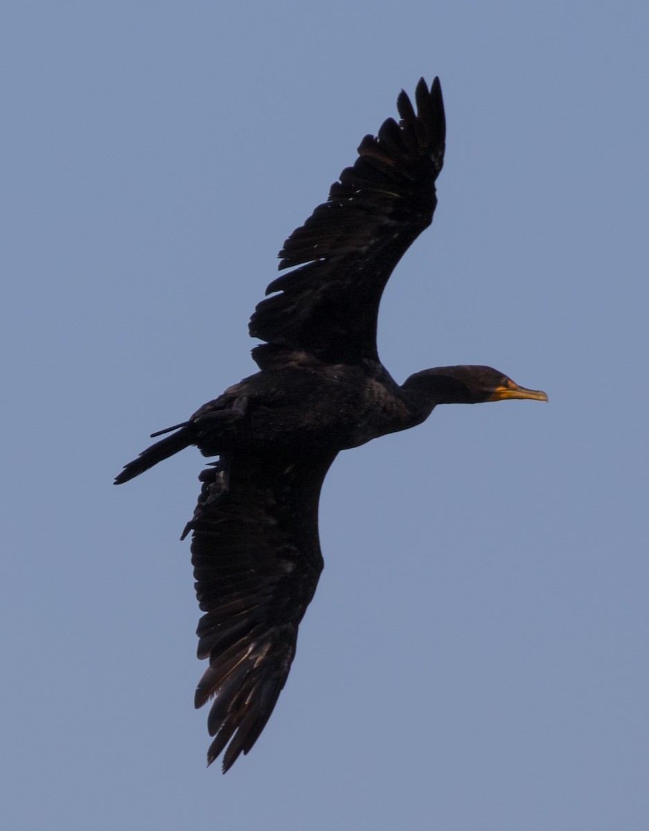 Double-crested Cormorant - Michael Kieron