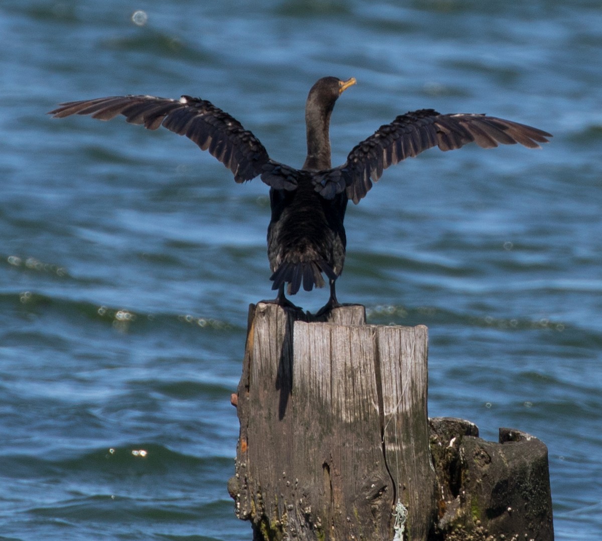 Double-crested Cormorant - Michael Kieron