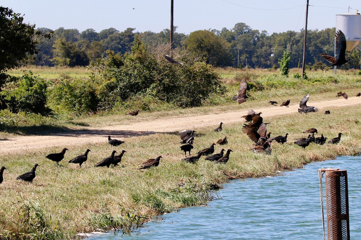 Turkey Vulture - ML70433271