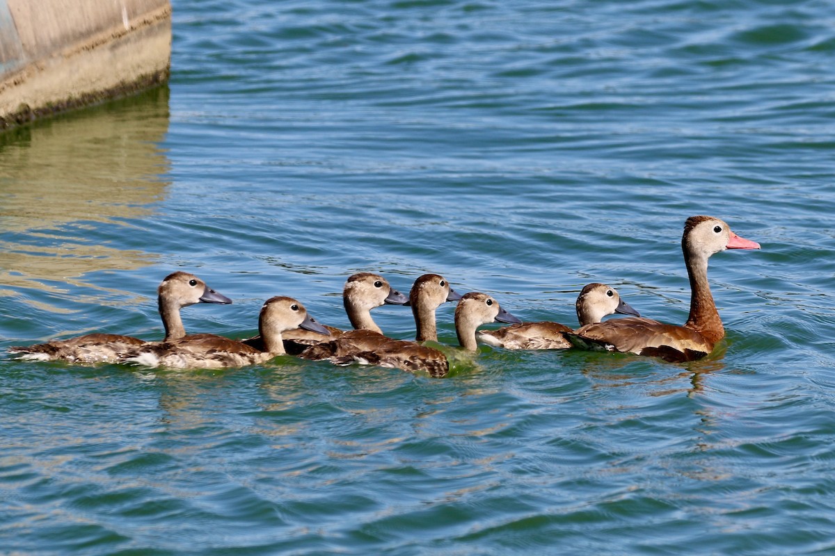 Black-bellied Whistling-Duck - ML70433461