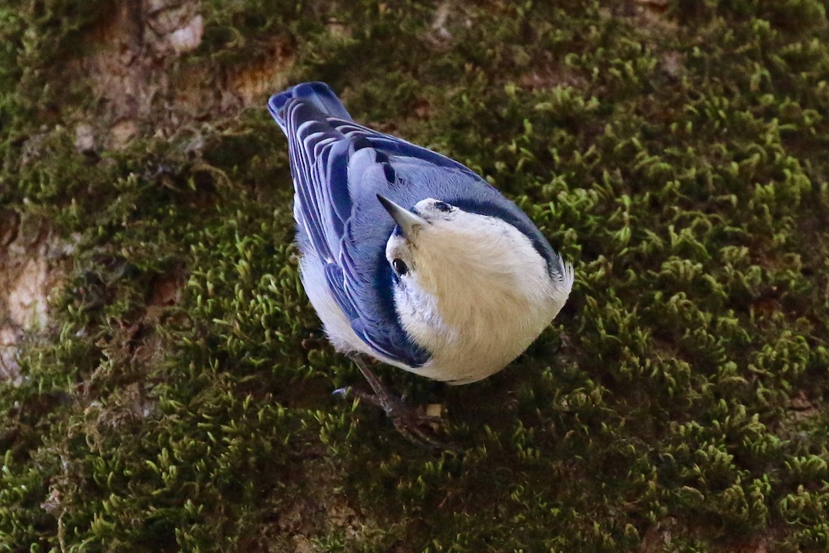 White-breasted Nuthatch - ML70433611