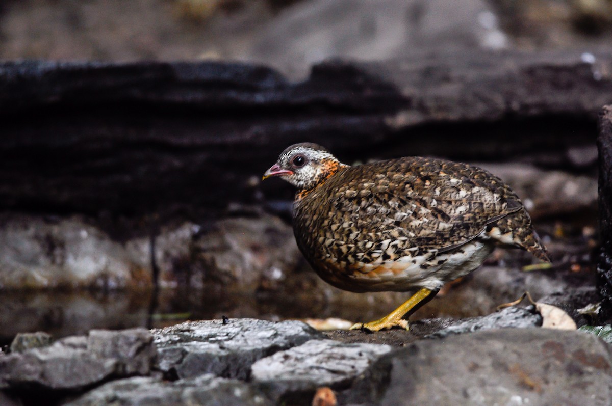Scaly-breasted Partridge - Daniele Mitchell
