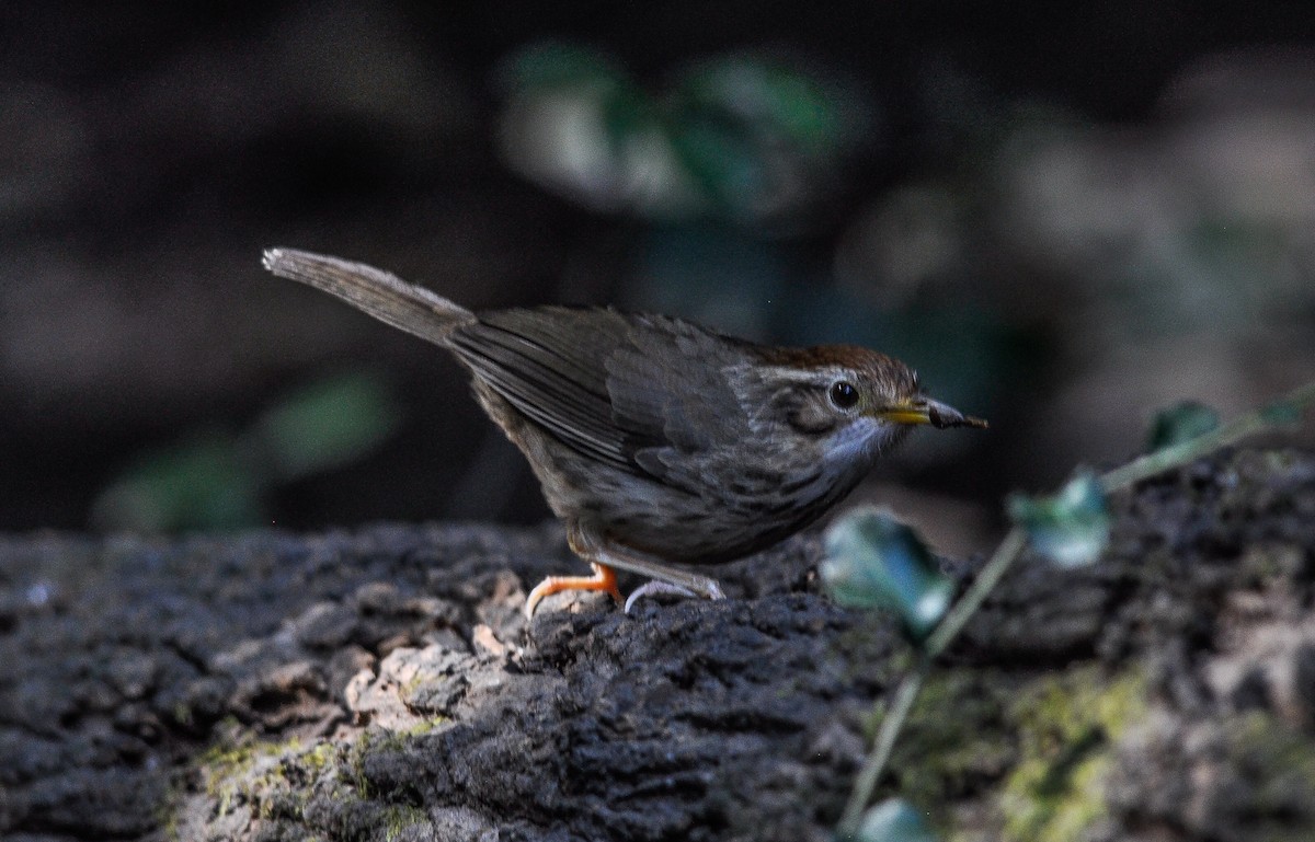 Puff-throated Babbler - Daniele Mitchell